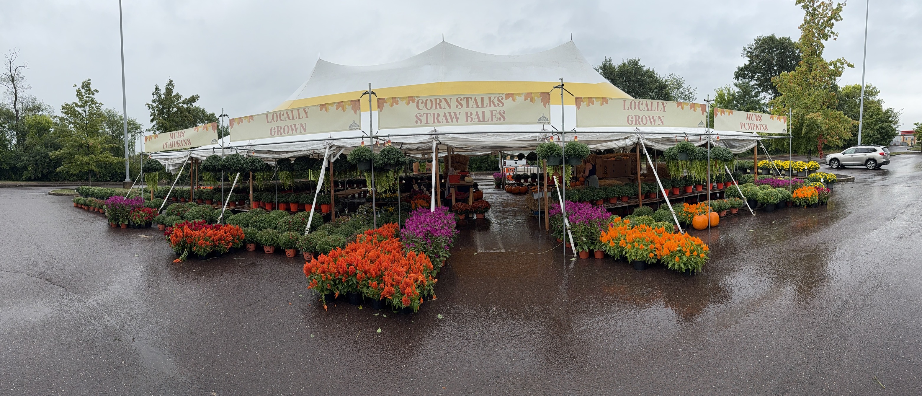 The Garden Stop tent with locally grown mums, pumpkins, and fall plants